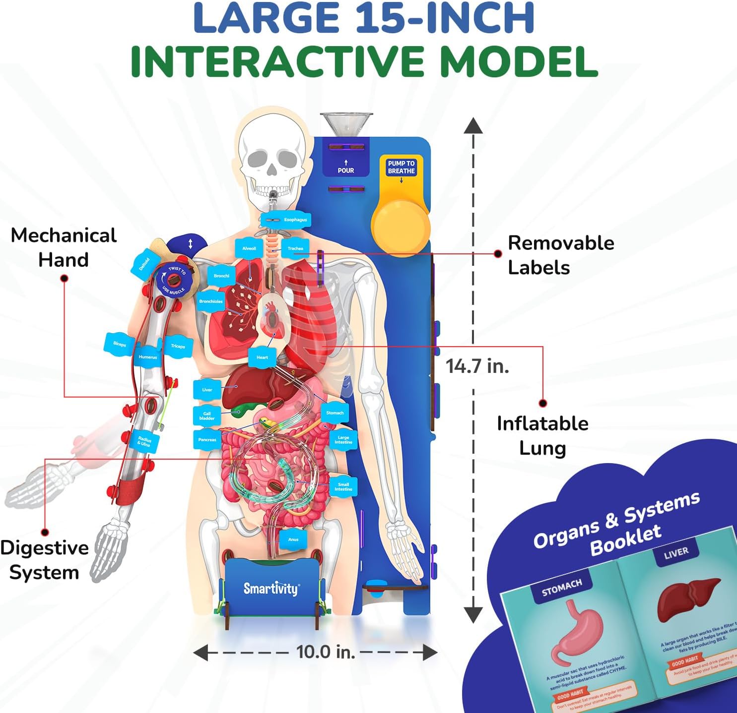 Smartivity Interactive Human Body Model for Kids 8-14 Years I Dynamic Body Parts & Organs + Learning Booklet | Birthday Gift for Boys & Girls | Educational Toy for 8,9,10,11,12,13,14 Years
