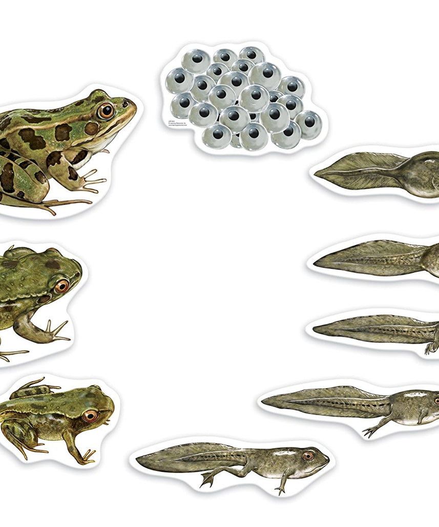 موارد تعليمية: دورة حياة الضفدع المغناطيسي العملاق، مغناطيسات تعليمية ضخمة لتعلم العلوم، مورد تفاعلي في مجالات العلوم والتكنولوجيا والهندسة والرياضيات، للأعمار من 5 سنوات فما فوق