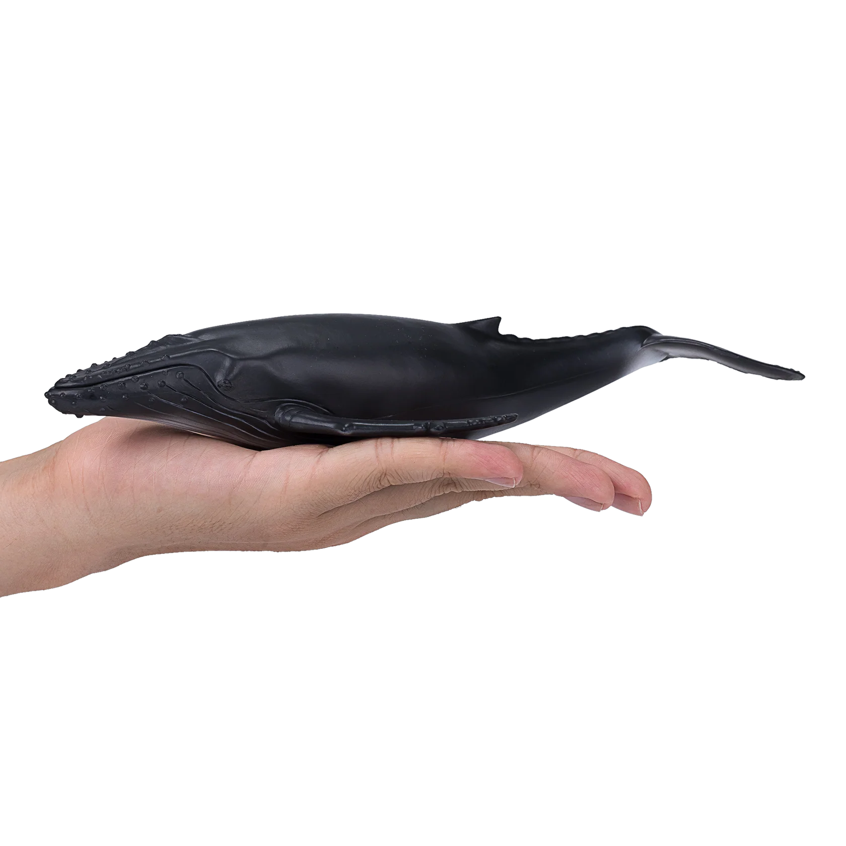 Mojo Humpback Whale Deluxe I Animal Figure Toy, Realistic Ocean Wildlife Collectible for Kids