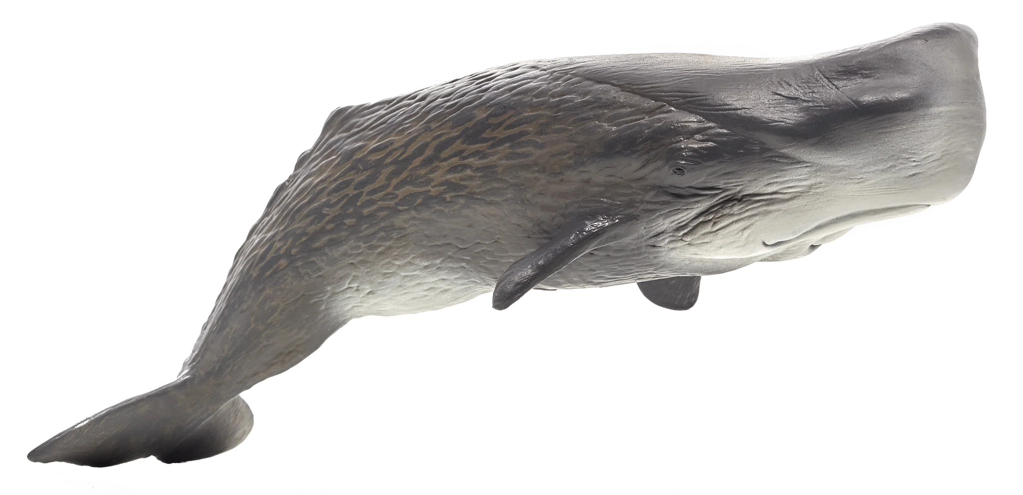 Mojo Sperm Whale Deluxe II Animal Figure Toy, Realistic Ocean Wildlife Collectible for Kids