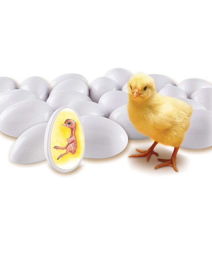 مجموعة استكشاف دورة حياة الكتكوت من Learning Resources، لعبة تعليمية عملية للتطوير لمدة 21 يومًا، مورد تعليمي STEM، للأعمار من 5 سنوات فما فوق