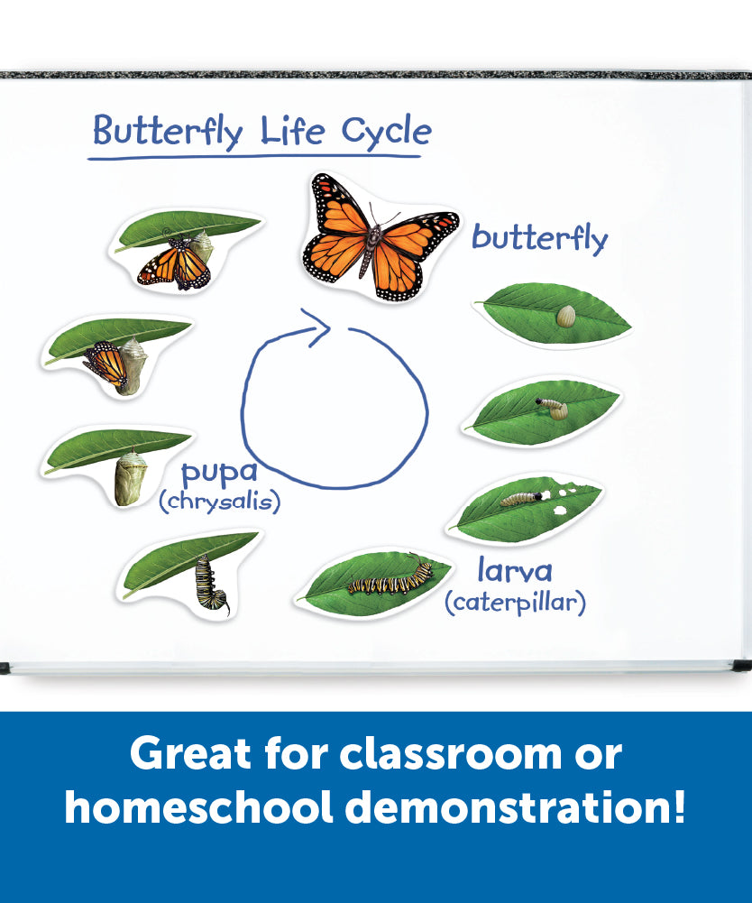 موارد تعليمية: دورة حياة الفراشة المغناطيسية العملاقة، مغناطيسات تعليمية ضخمة لتعلم العلوم، مورد تفاعلي في مجالات العلوم والتكنولوجيا والهندسة والرياضيات، للأعمار من 5 سنوات فما فوق