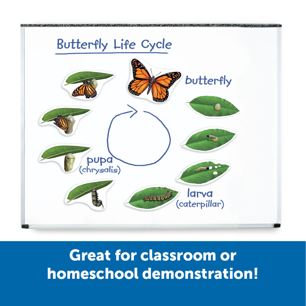 Learning Resources Giant Magnetic Butterfly Life Cycle, Jumbo Educational Magnets for Science Learning, Interactive STEM Resource, Ages 5+