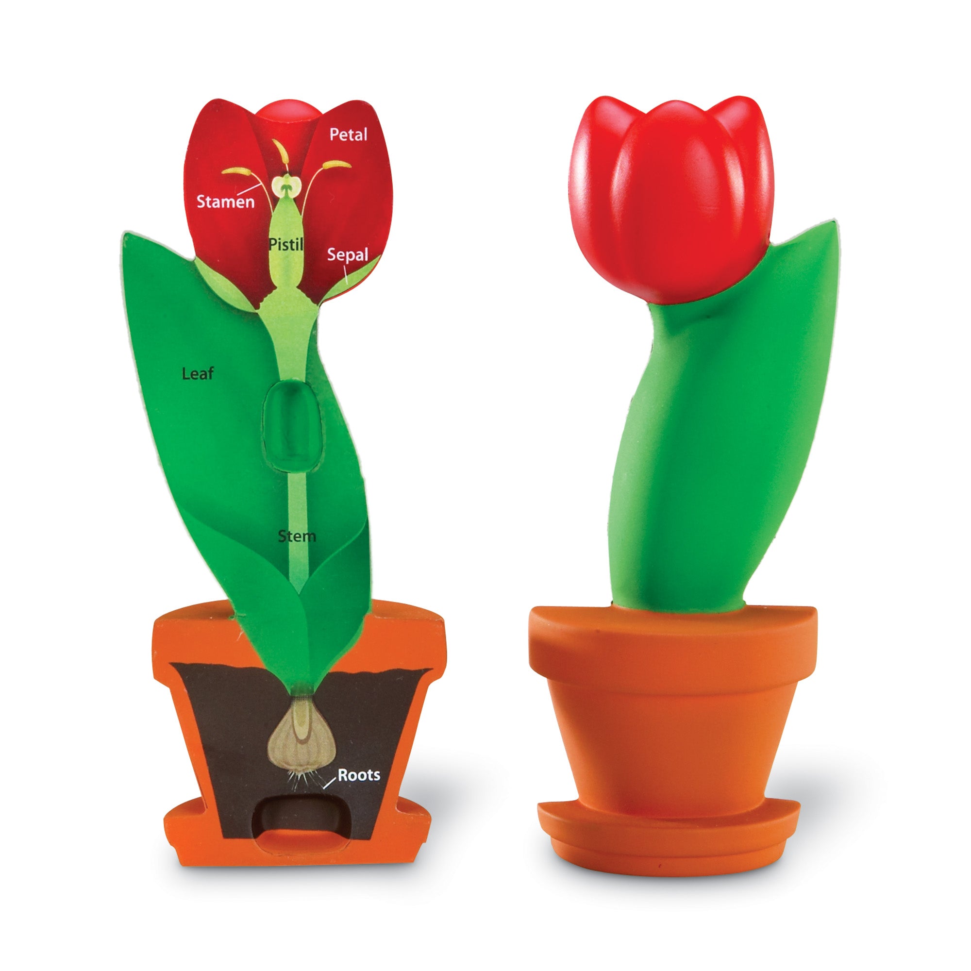 نموذج زهرة المقطع العرضي من Learning Resources، نموذج علوم من قطعتين مصنوع من الإسفنج للعرض في الفصل الدراسي، يُعلّم أجزاء الزهرة، ويتضمن دليل أنشطة، مناسب للأعمار من 7 سنوات فما فوق