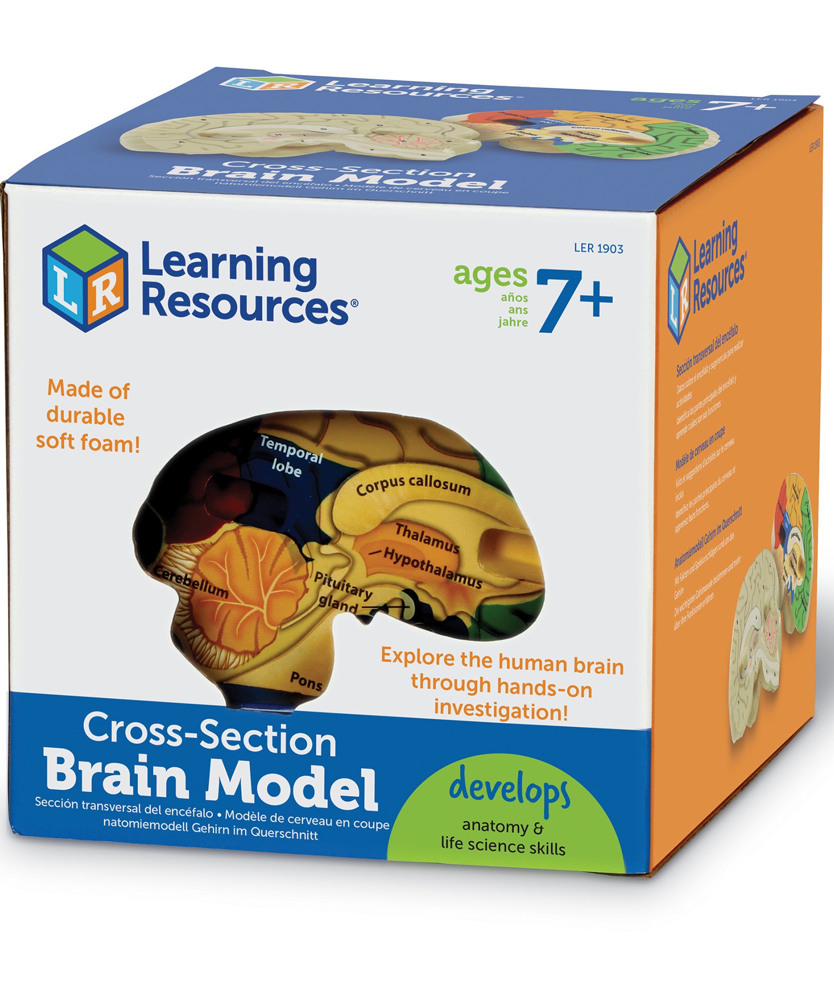 Learning Resources Cross-Section Human Brain Model, 13cm Soft Foam Anatomy Learning Toy, Realistically Detailed with Labeled & Self-Assessment Sides, Includes Activity Guide, Educational Science Toy for Ages 7+