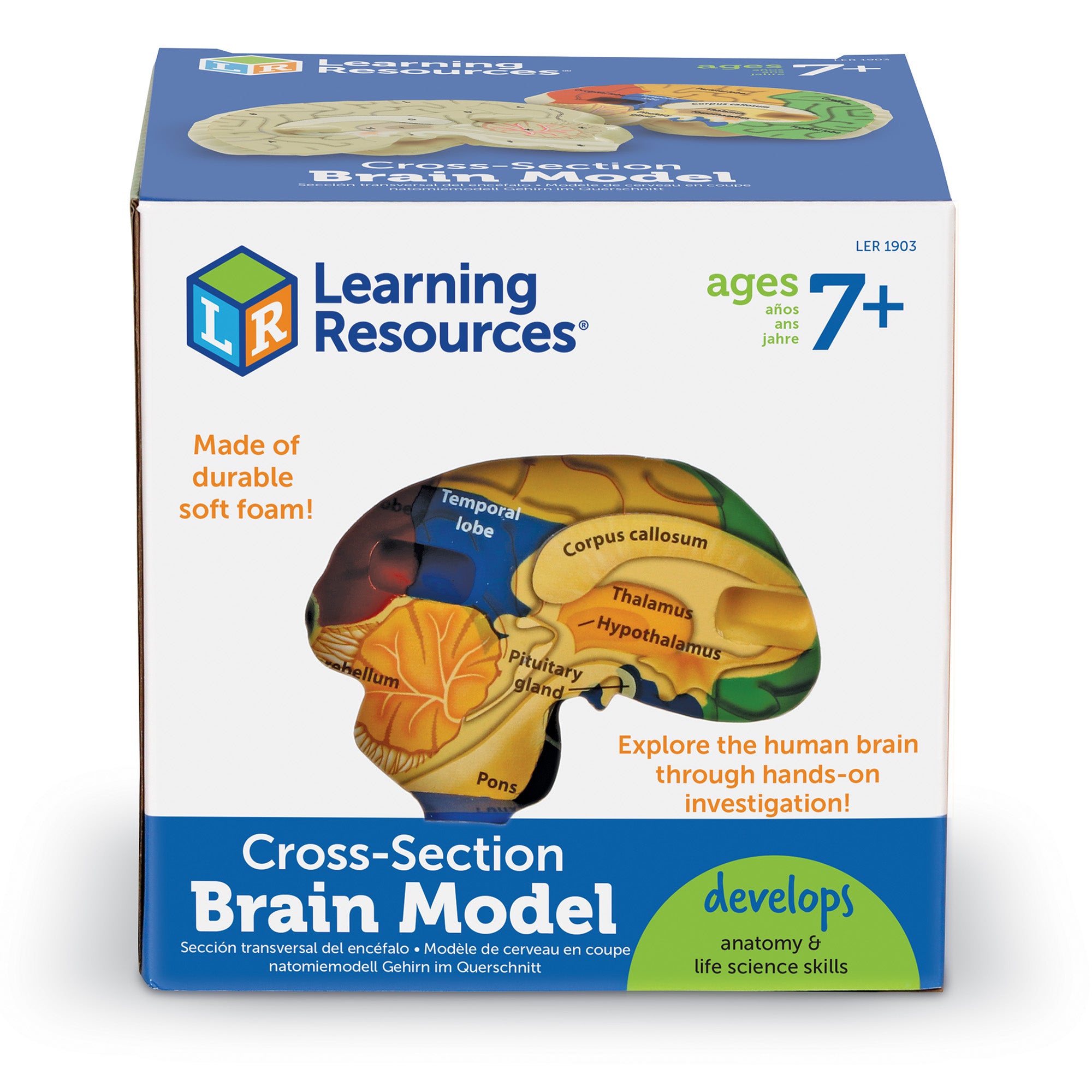 Learning Resources Cross-Section Human Brain Model, 13cm Soft Foam Anatomy Learning Toy, Realistically Detailed with Labeled & Self-Assessment Sides, Includes Activity Guide, Educational Science Toy for Ages 7+