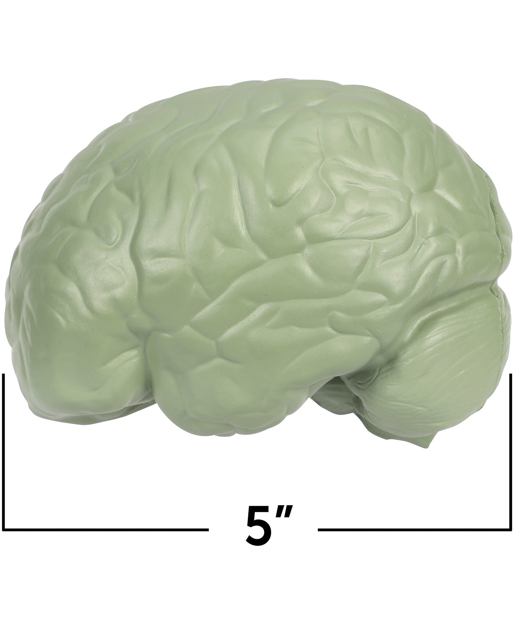 Learning Resources Cross-Section Human Brain Model, 13cm Soft Foam Anatomy Learning Toy, Realistically Detailed with Labeled & Self-Assessment Sides, Includes Activity Guide, Educational Science Toy for Ages 7+