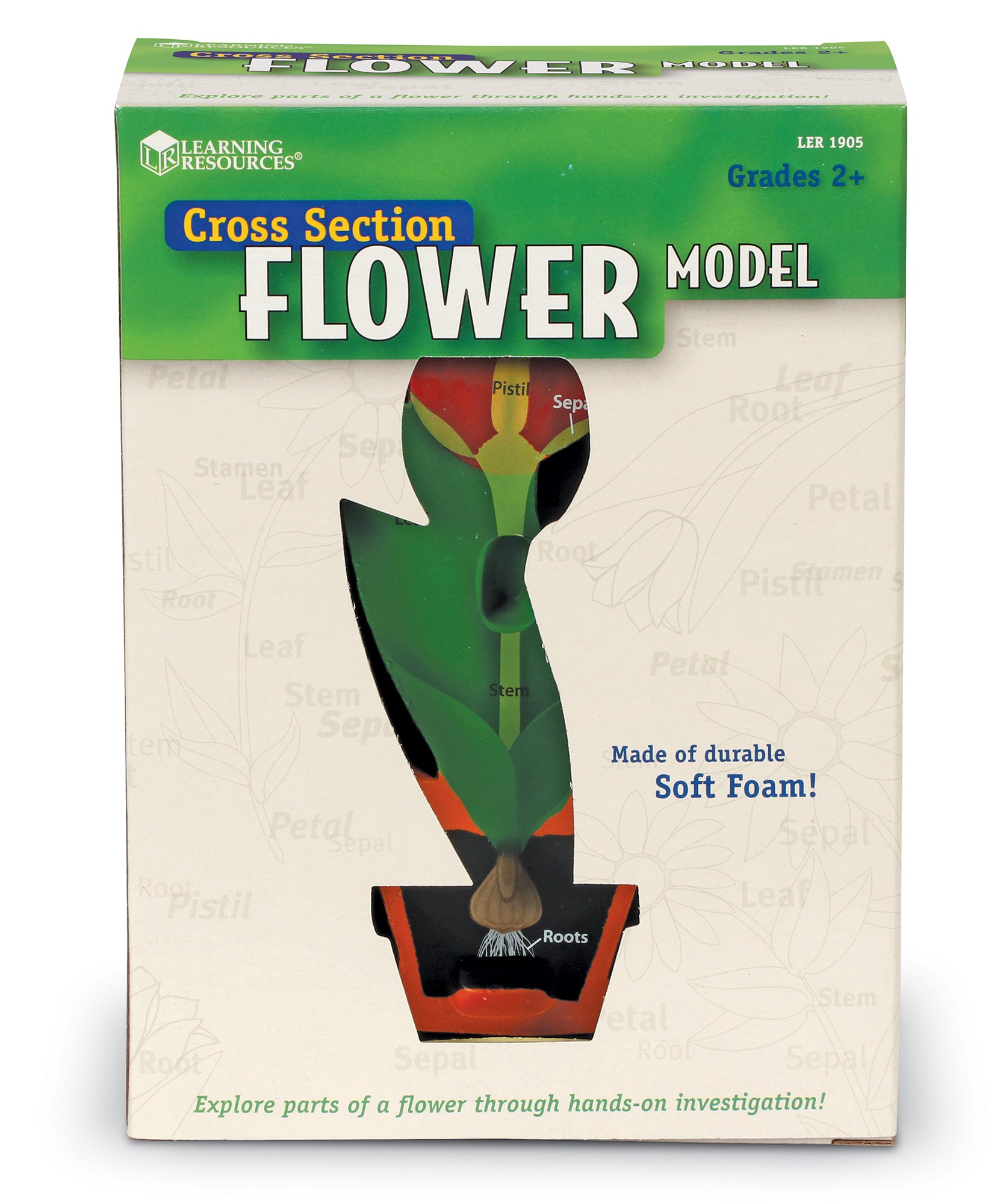 Learning Resources Cross-Section Flower Model, 2-Piece Foam Science Model for Classroom Demonstration, Teaches Parts of a Flower, Includes Activity Guide, Ages 7+