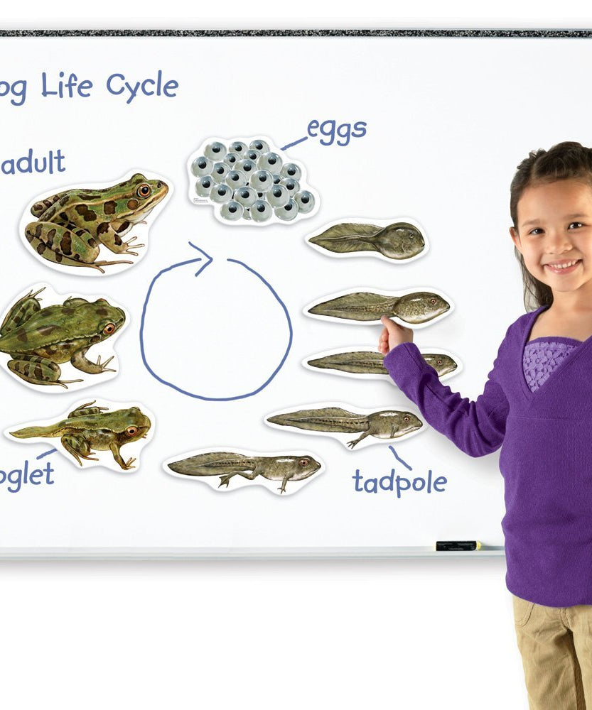 موارد تعليمية: دورة حياة الضفدع المغناطيسي العملاق، مغناطيسات تعليمية ضخمة لتعلم العلوم، مورد تفاعلي في مجالات العلوم والتكنولوجيا والهندسة والرياضيات، للأعمار من 5 سنوات فما فوق