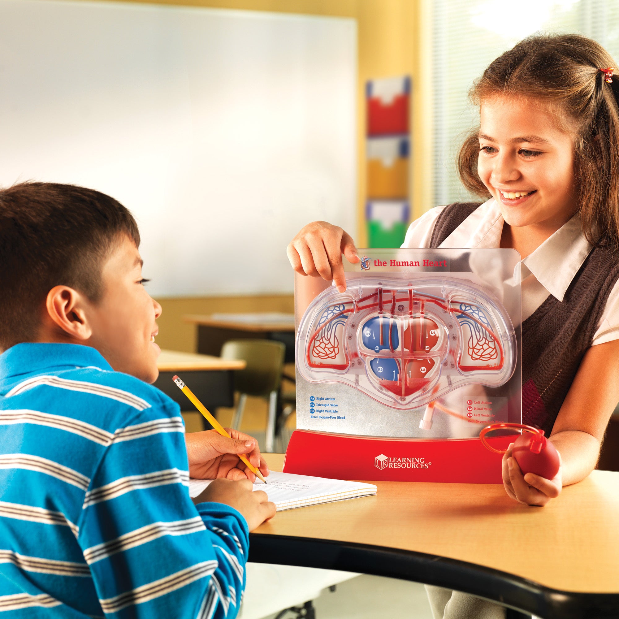 Learning Resources Pumping Heart Model, Interactive Human Anatomy Learning Toy, Demonstrates Blood Flow & Oxygen Exchange, Includes 10 Dye Packs & Activity Guide, Educational Science Kit for Ages 8+