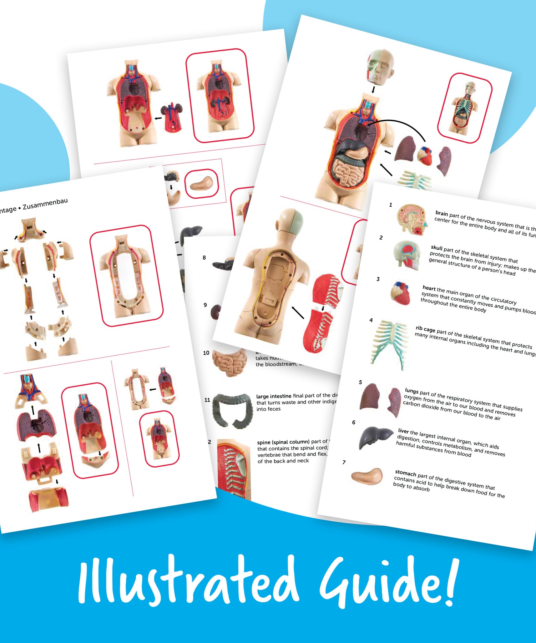 نموذج عرض تشريح جسم الإنسان من Learning Resources، نموذج مصغر مكون من 31 قطعة للأطفال لاستكشاف أجهزة الجسم وأعضائه، مثالي للأعمار من 8 سنوات فما فوق