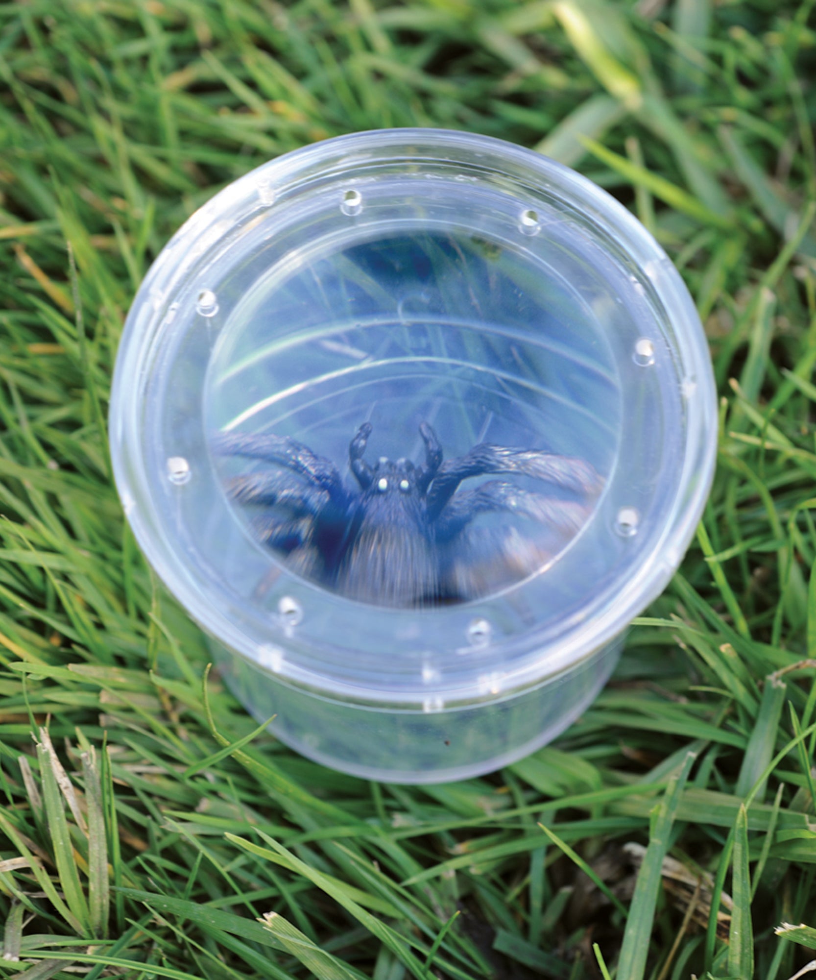 موارد التعلم GeoSafari Jr. Bug Viewer، وعاء مكبر للأطفال، تكبير 3 أضعاف، فتحات هوائية للعرض المباشر، قاعدة قياس شبكية، مثالي للاستكشاف في الهواء الطلق، للأعمار من 3 سنوات فما فوق