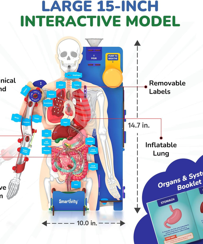 Smartivity Interactive Human Body Model for Kids 8-14 Years I Dynamic Body Parts & Organs + Learning Booklet | Birthday Gift for Boys & Girls | Educational Toy for 8,9,10,11,12,13,14 Years