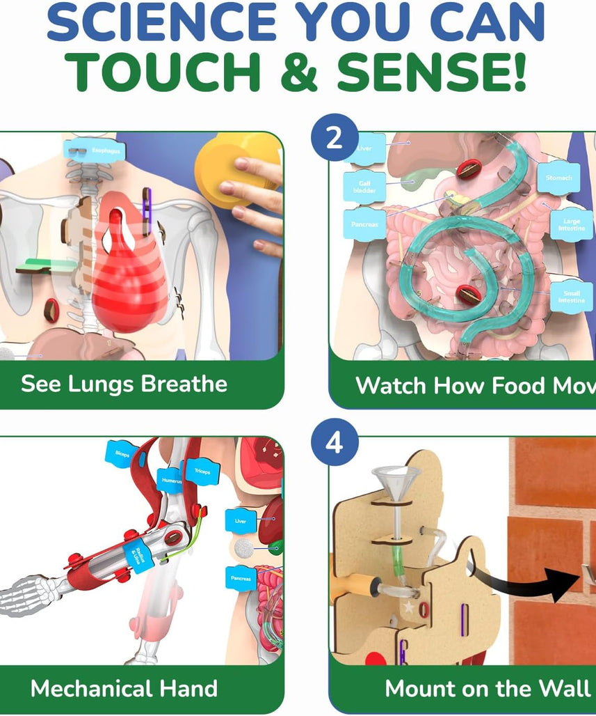Smartivity Interactive Human Body Model for Kids 8-14 Years I Dynamic Body Parts & Organs + Learning Booklet | Birthday Gift for Boys & Girls | Educational Toy for 8,9,10,11,12,13,14 Years