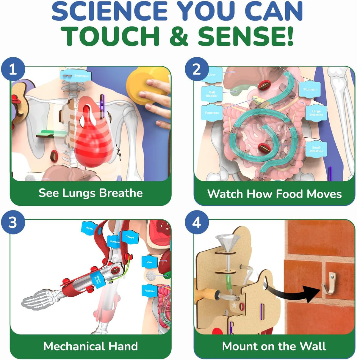 Smartivity Interactive Human Body Model for Kids 8-14 Years I Dynamic Body Parts & Organs + Learning Booklet | Birthday Gift for Boys & Girls | Educational Toy for 8,9,10,11,12,13,14 Years