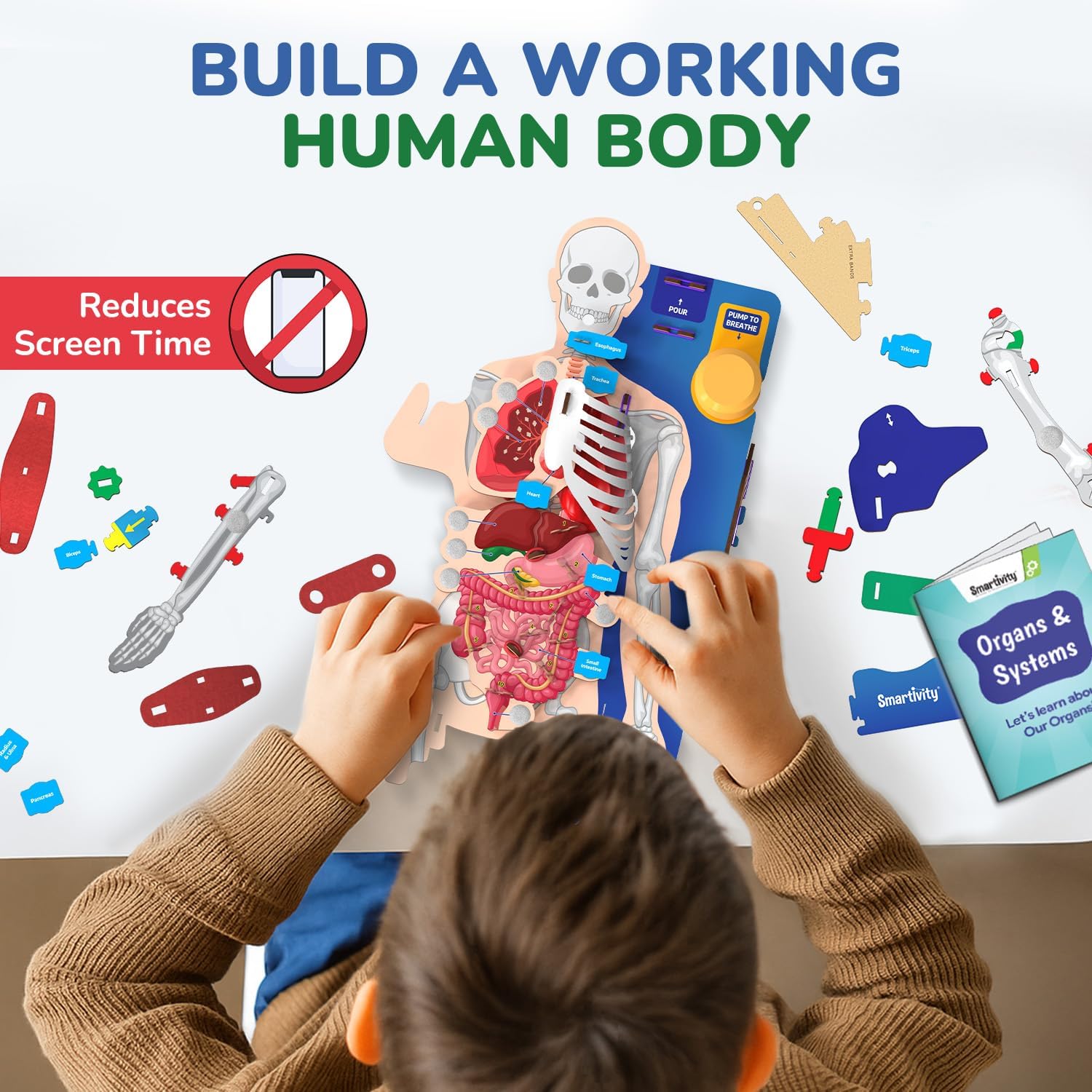 Smartivity Interactive Human Body Model for Kids 8-14 Years I Dynamic Body Parts & Organs + Learning Booklet | Birthday Gift for Boys & Girls | Educational Toy for 8,9,10,11,12,13,14 Years