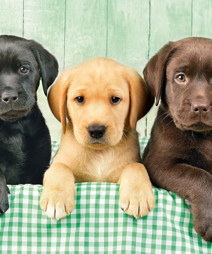 Clementoni 39279 Three Labrador Babies - Puzzle 1000 Pieces, Colourful Tile Game for the Whole Family, Adult Puzzle from 14 Years