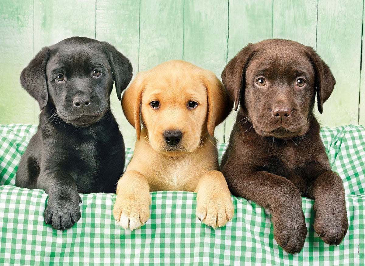 Clementoni 39279 Three Labrador Babies - Puzzle 1000 Pieces, Colourful Tile Game for the Whole Family, Adult Puzzle from 14 Years