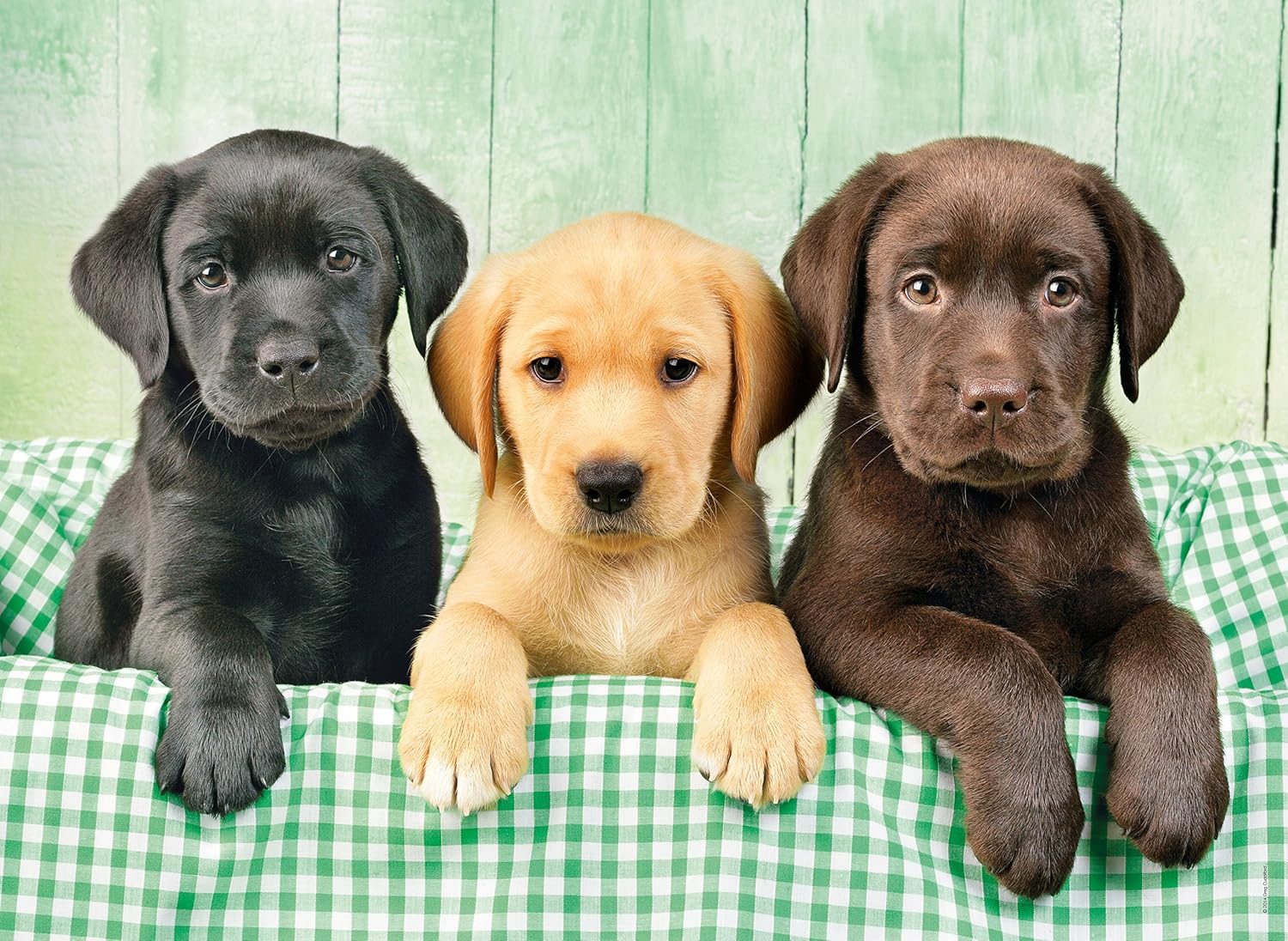 Clementoni 39279 Three Labrador Babies - Puzzle 1000 Pieces, Colourful Tile Game for the Whole Family, Adult Puzzle from 14 Years