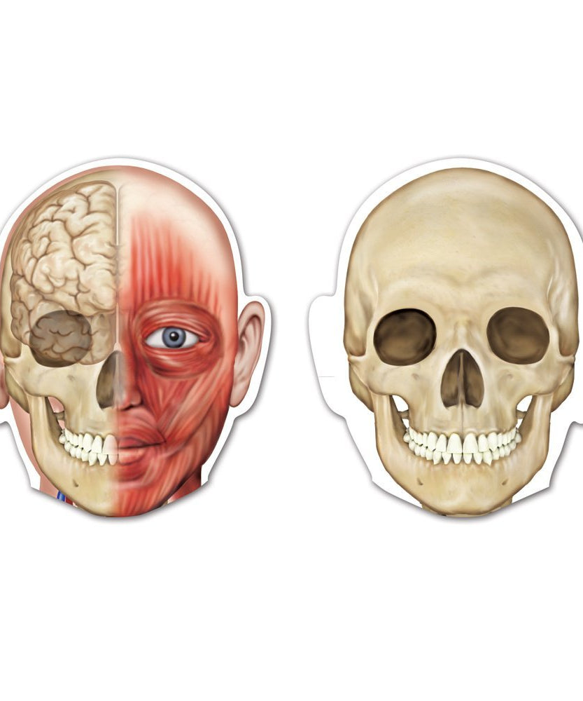 نموذج جسم الإنسان المغناطيسي مزدوج الجوانب من Learning Resources، مجموعة تعليم تشريح للأطفال بطول 90 سم، تتضمن 17 قطعة مغناطيسية، أنظمة الهيكل العظمي والأعضاء، مع خاصية المسح والكتابة، لعبة تعليمية للفصول الدراسية والمنزل