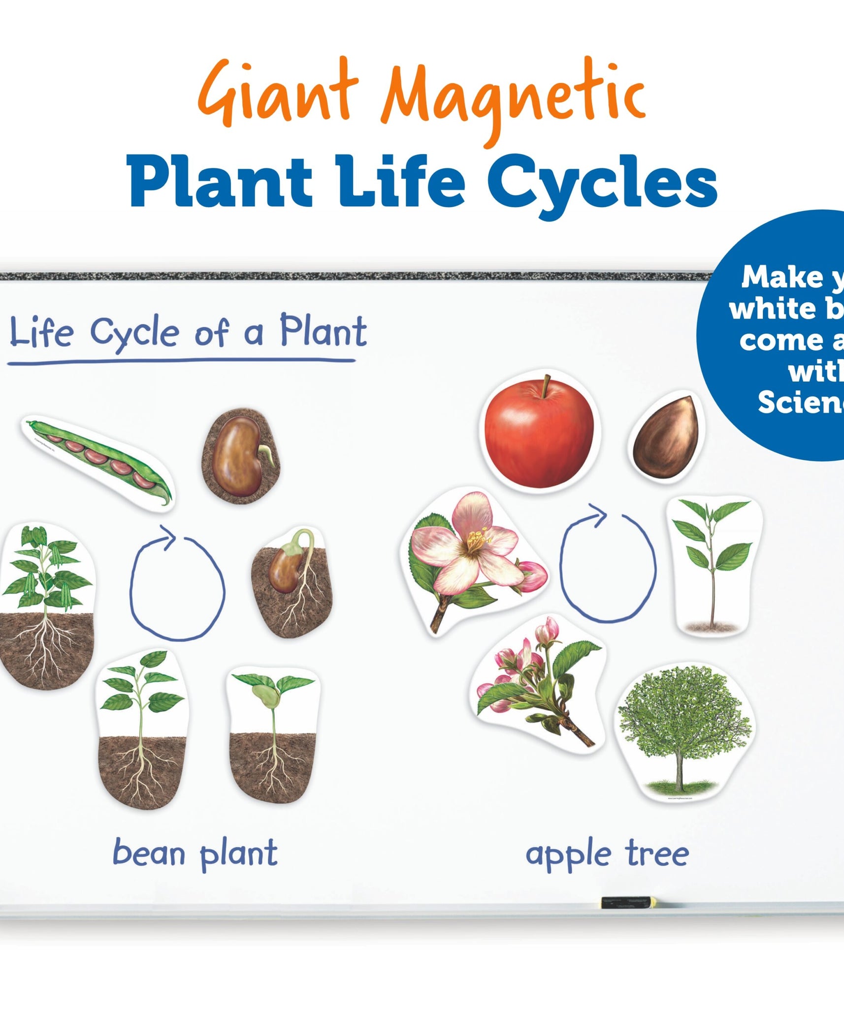 Learning Resources Giant Magnetic Plant Life Cycle, Jumbo Educational Magnets for Science Learning, Includes Apple Tree & Bean Plant, Ages 5+