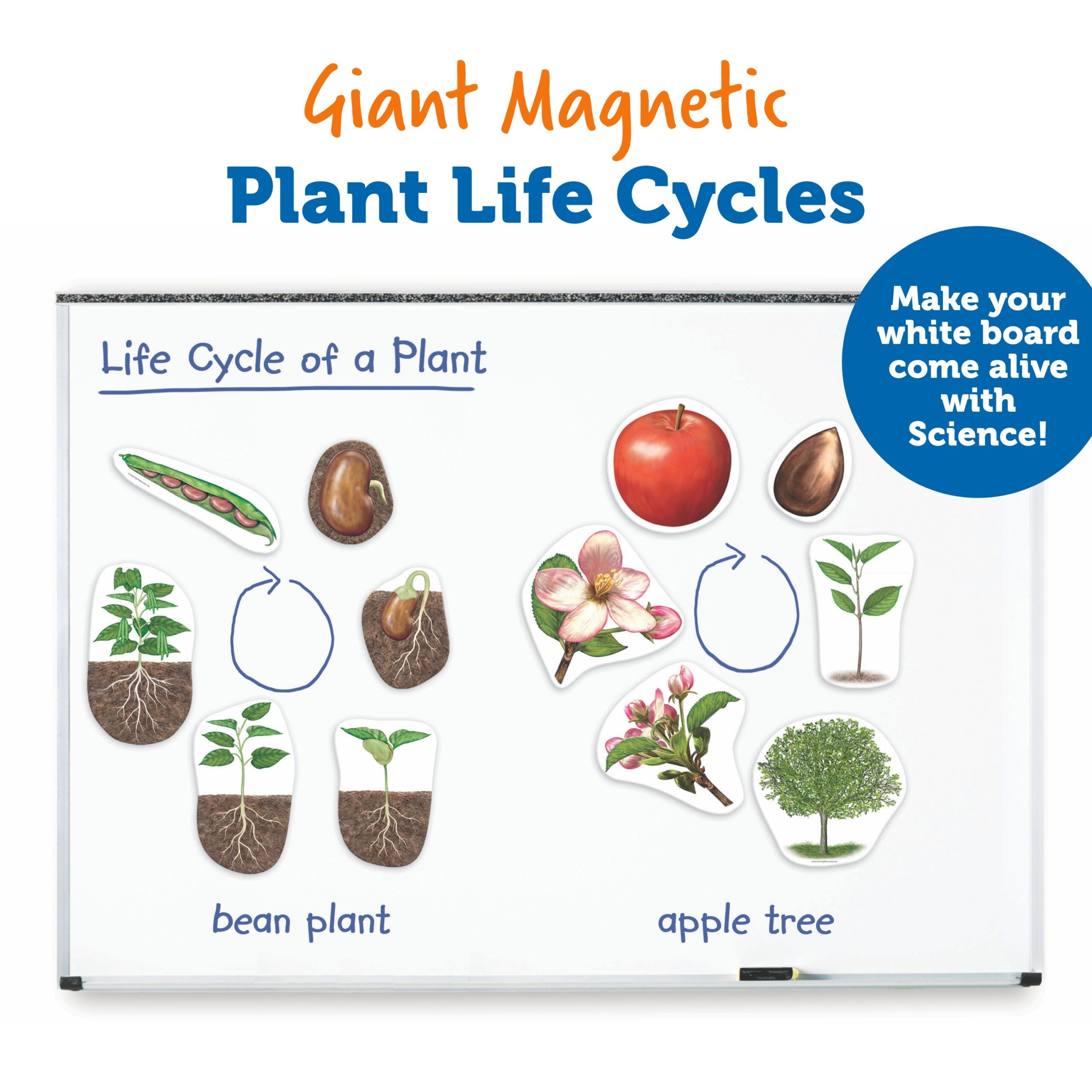 Learning Resources Giant Magnetic Plant Life Cycle, Jumbo Educational Magnets for Science Learning, Includes Apple Tree & Bean Plant, Ages 5+