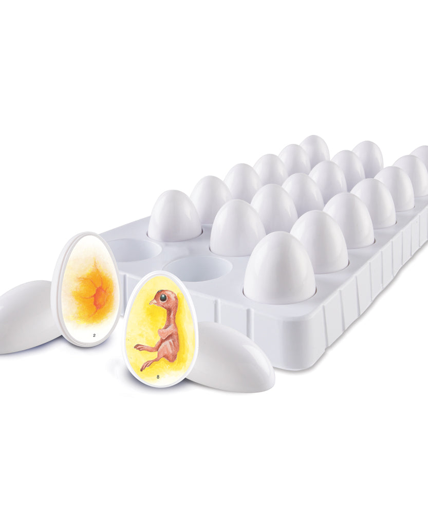 مجموعة استكشاف دورة حياة الكتكوت من Learning Resources، لعبة تعليمية عملية للتطوير لمدة 21 يومًا، مورد تعليمي STEM، للأعمار من 5 سنوات فما فوق