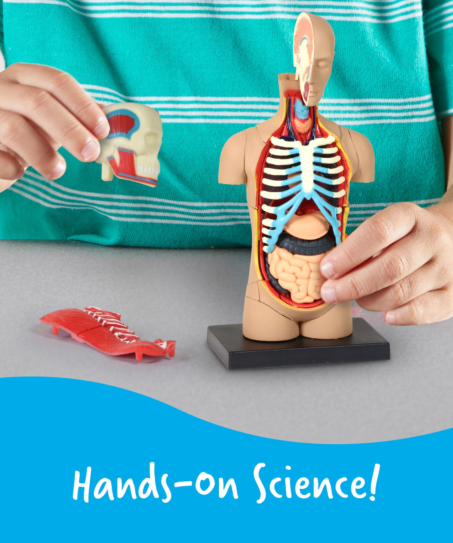 Learning Resources Human Body Anatomy Display Model, 31-Piece Miniature Model for Kids to Explore Body Systems and Organs, Ideal for Ages 8+