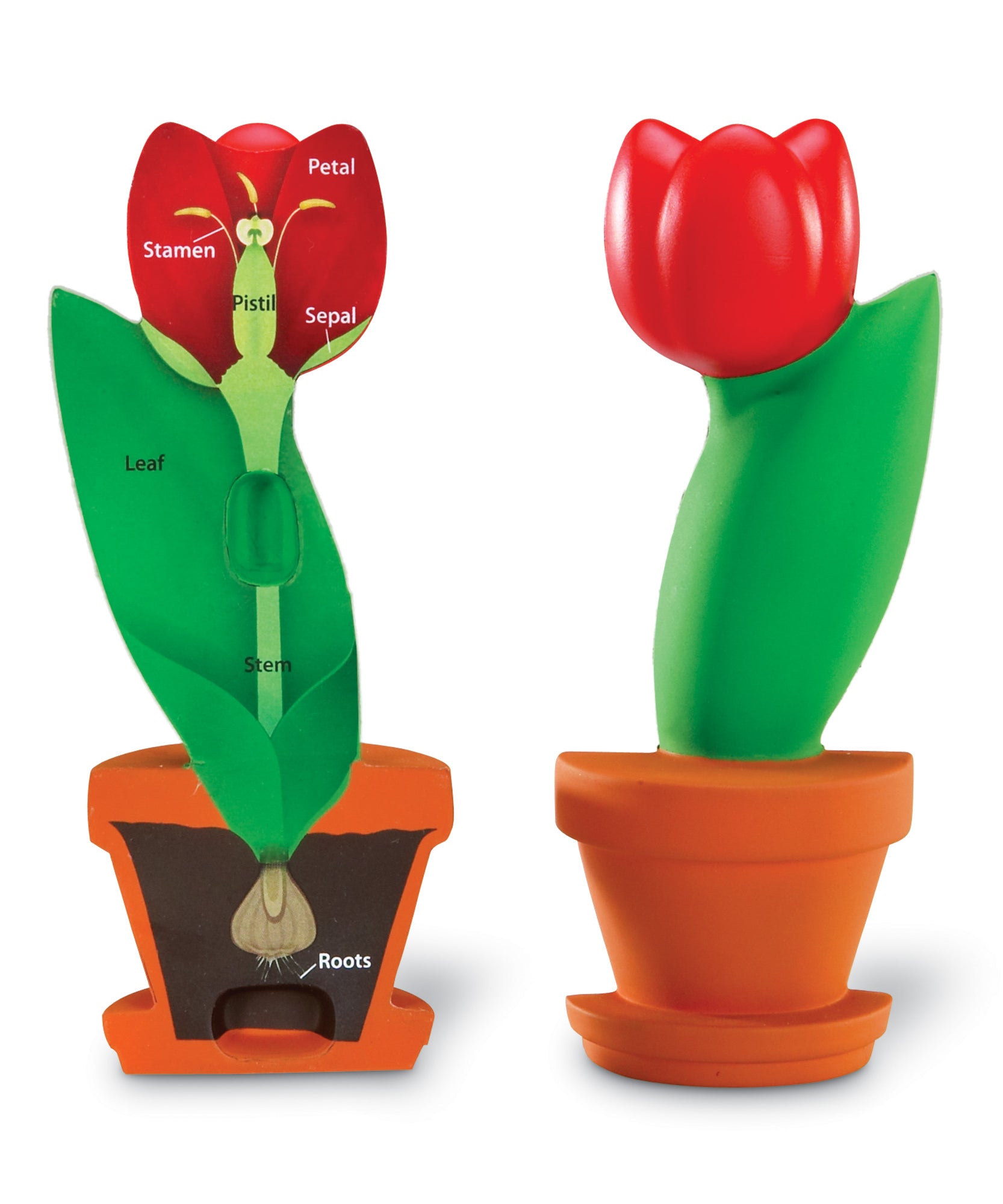 Learning Resources Cross-Section Flower Model, 2-Piece Foam Science Model for Classroom Demonstration, Teaches Parts of a Flower, Includes Activity Guide, Ages 7+