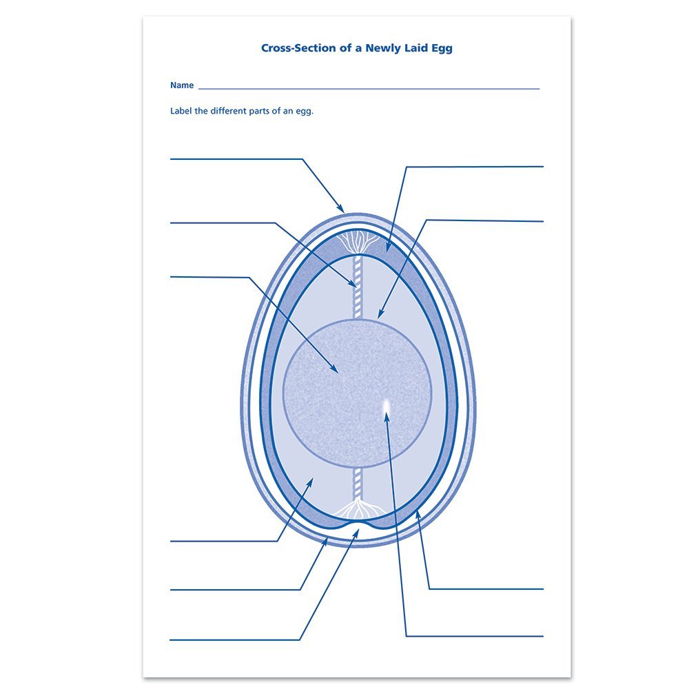 مجموعة استكشاف دورة حياة الكتكوت من Learning Resources، لعبة تعليمية عملية للتطوير لمدة 21 يومًا، مورد تعليمي STEM، للأعمار من 5 سنوات فما فوق