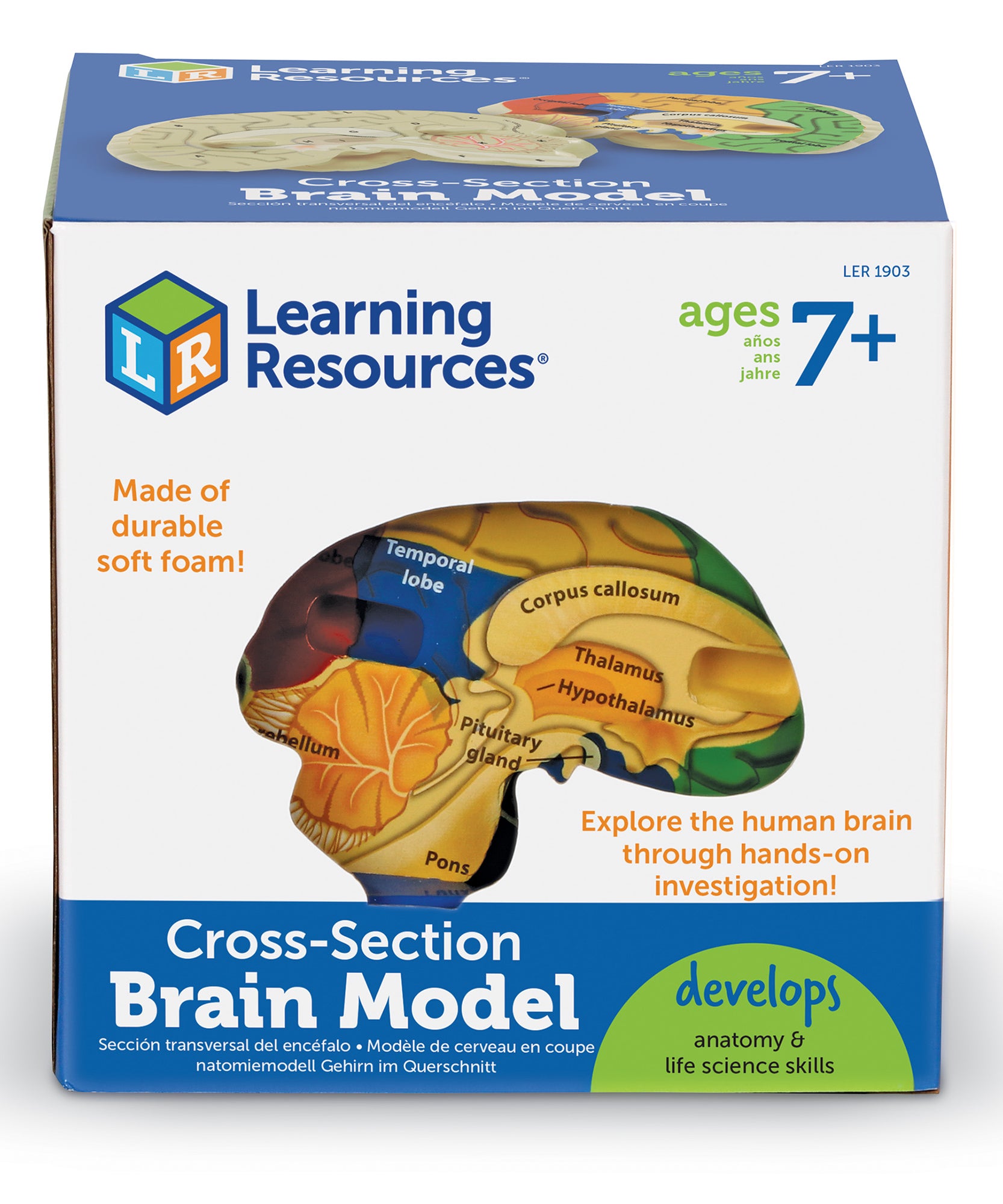 نموذج مقطعي لدماغ الإنسان من Learning Resources، لعبة تعليمية تشريحية من الإسفنج الناعم مقاس 13 سم، مفصلة بشكل واقعي مع جوانب مُسمّاة وجوانب للتقييم الذاتي، تتضمن دليل أنشطة، لعبة علمية تعليمية للأعمار من 7 سنوات فما فوق