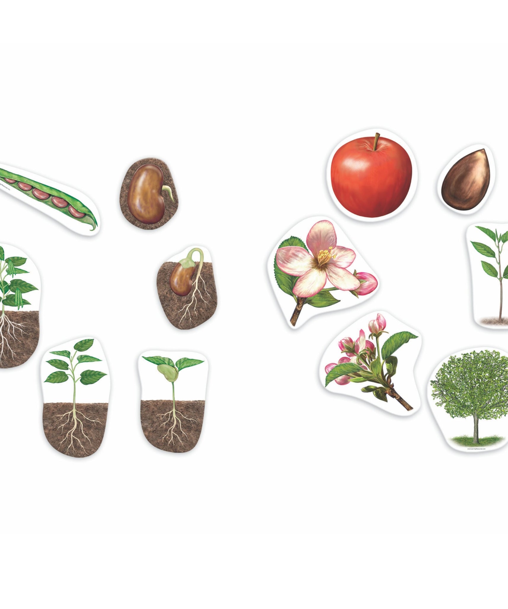 Learning Resources Giant Magnetic Plant Life Cycle, Jumbo Educational Magnets for Science Learning, Includes Apple Tree & Bean Plant, Ages 5+