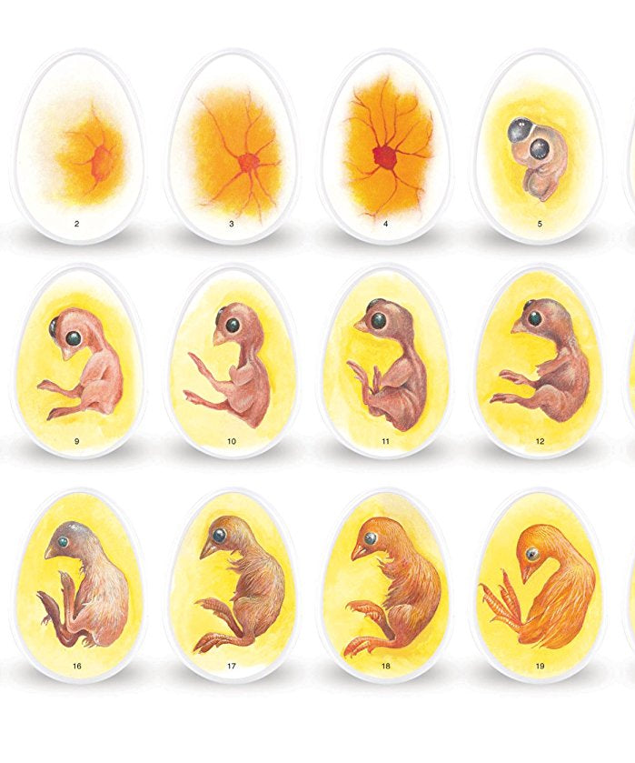 مجموعة استكشاف دورة حياة الكتكوت من Learning Resources، لعبة تعليمية عملية للتطوير لمدة 21 يومًا، مورد تعليمي STEM، للأعمار من 5 سنوات فما فوق