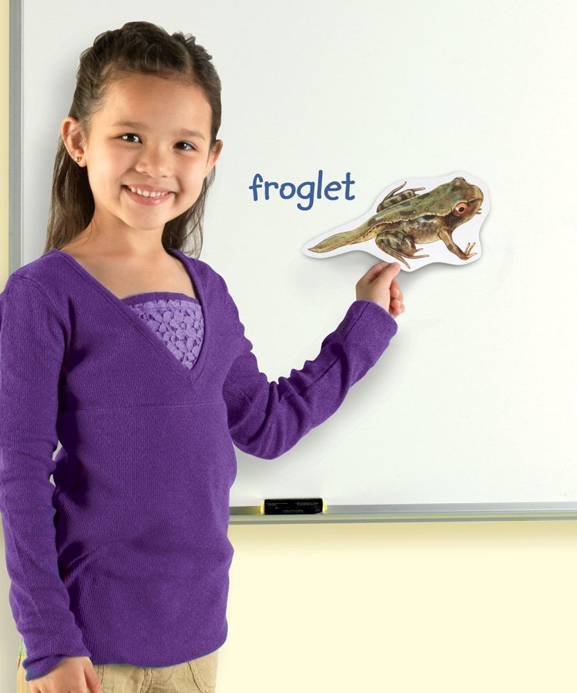 Learning Resources Giant Magnetic Frog Life Cycle, Jumbo Educational Magnets for Science Learning, Interactive STEM Resource, Ages 5+