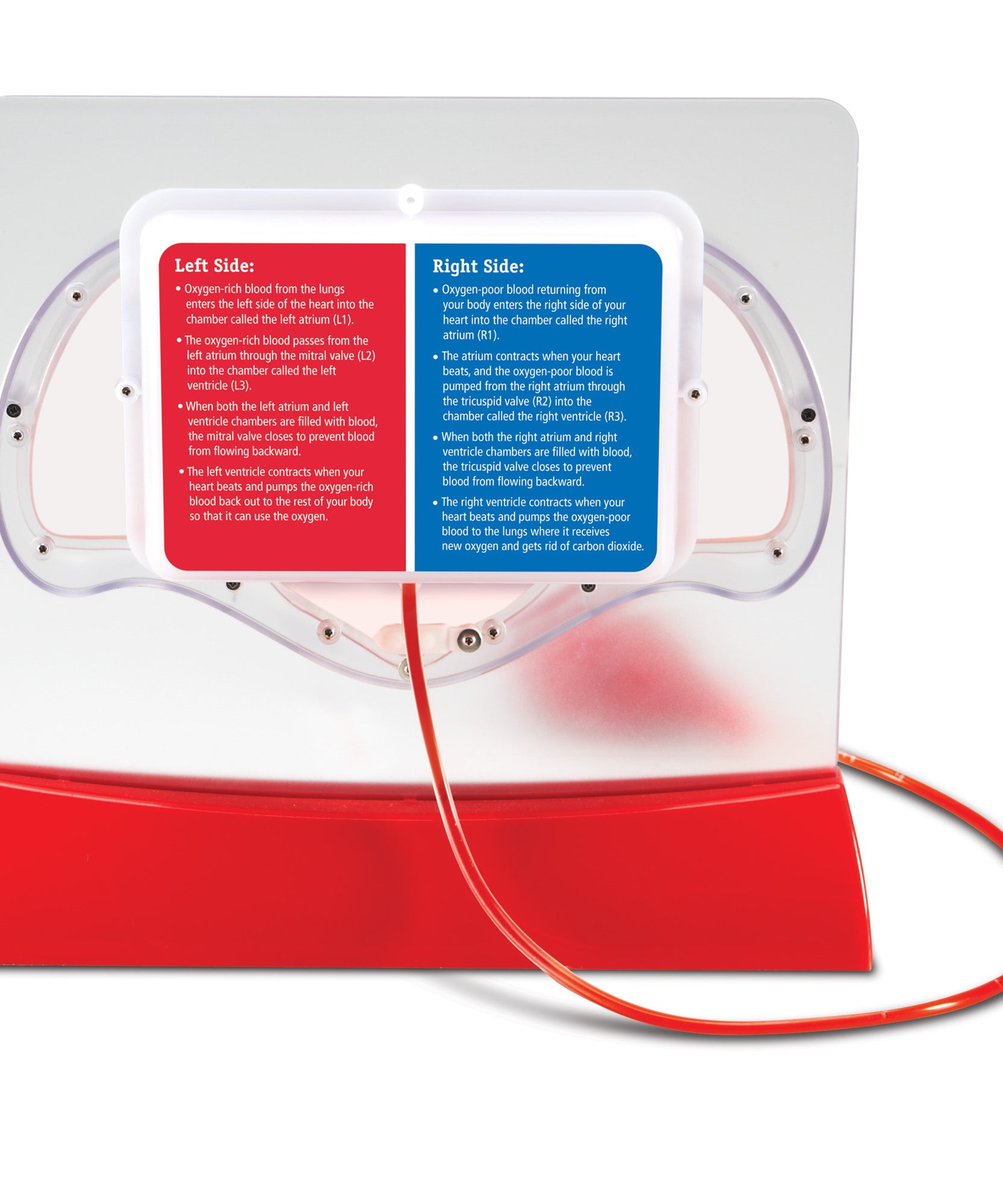 نموذج ضخ القلب من Learning Resources، لعبة تعليمية تفاعلية لتشريح الإنسان، توضح تدفق الدم وتبادل الأكسجين، تتضمن 10 عبوات صبغ ودليل أنشطة، مجموعة تعليمية علمية للأعمار من 8 سنوات فما فوق