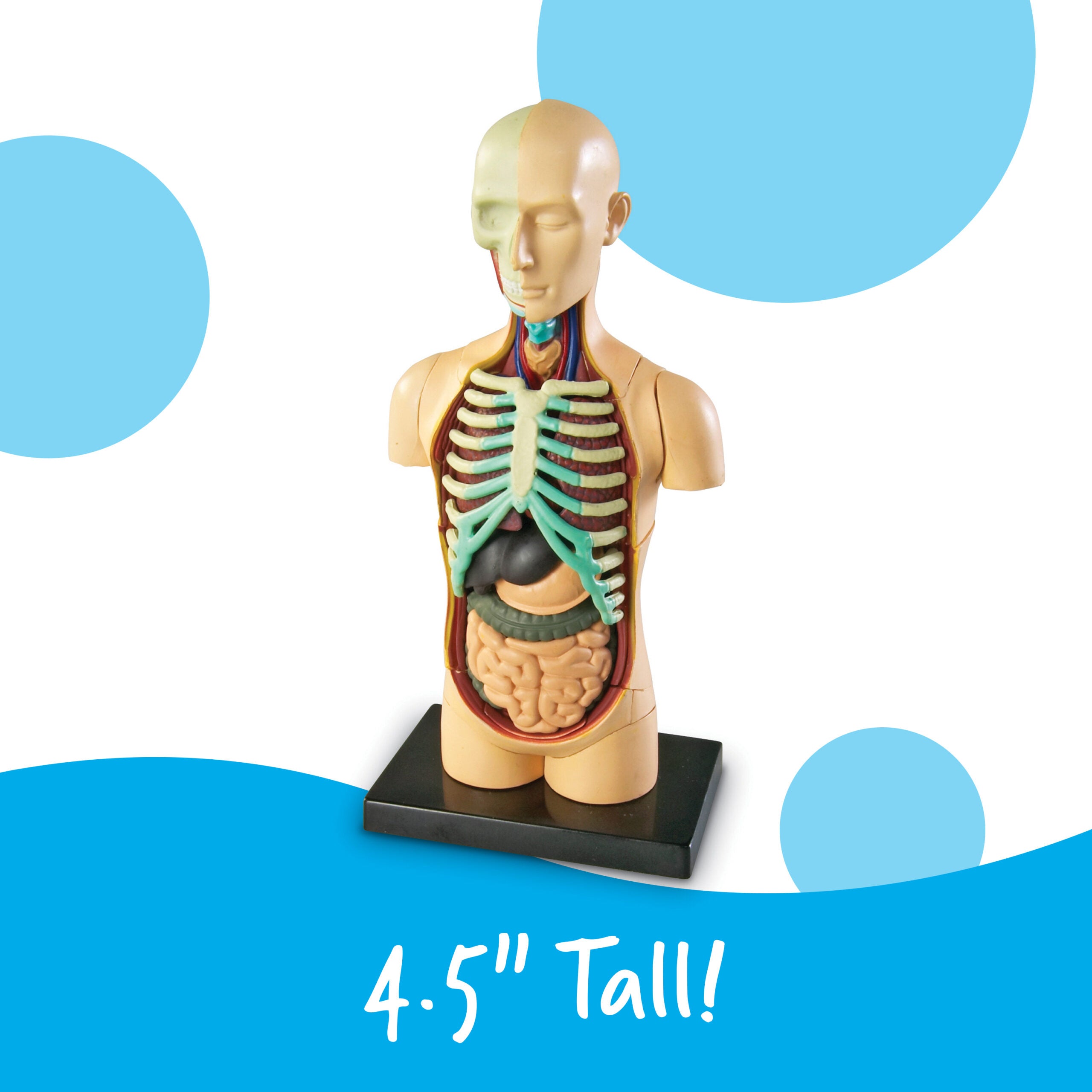 Learning Resources Human Body Anatomy Display Model, 31-Piece Miniature Model for Kids to Explore Body Systems and Organs, Ideal for Ages 8+