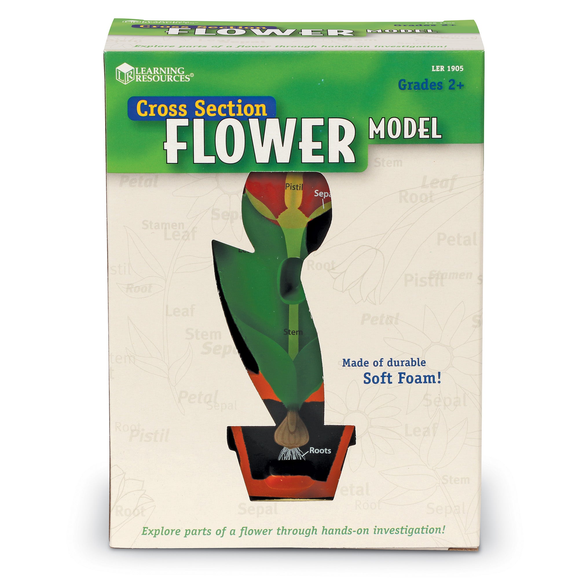 Learning Resources Cross-Section Flower Model, 2-Piece Foam Science Model for Classroom Demonstration, Teaches Parts of a Flower, Includes Activity Guide, Ages 7+