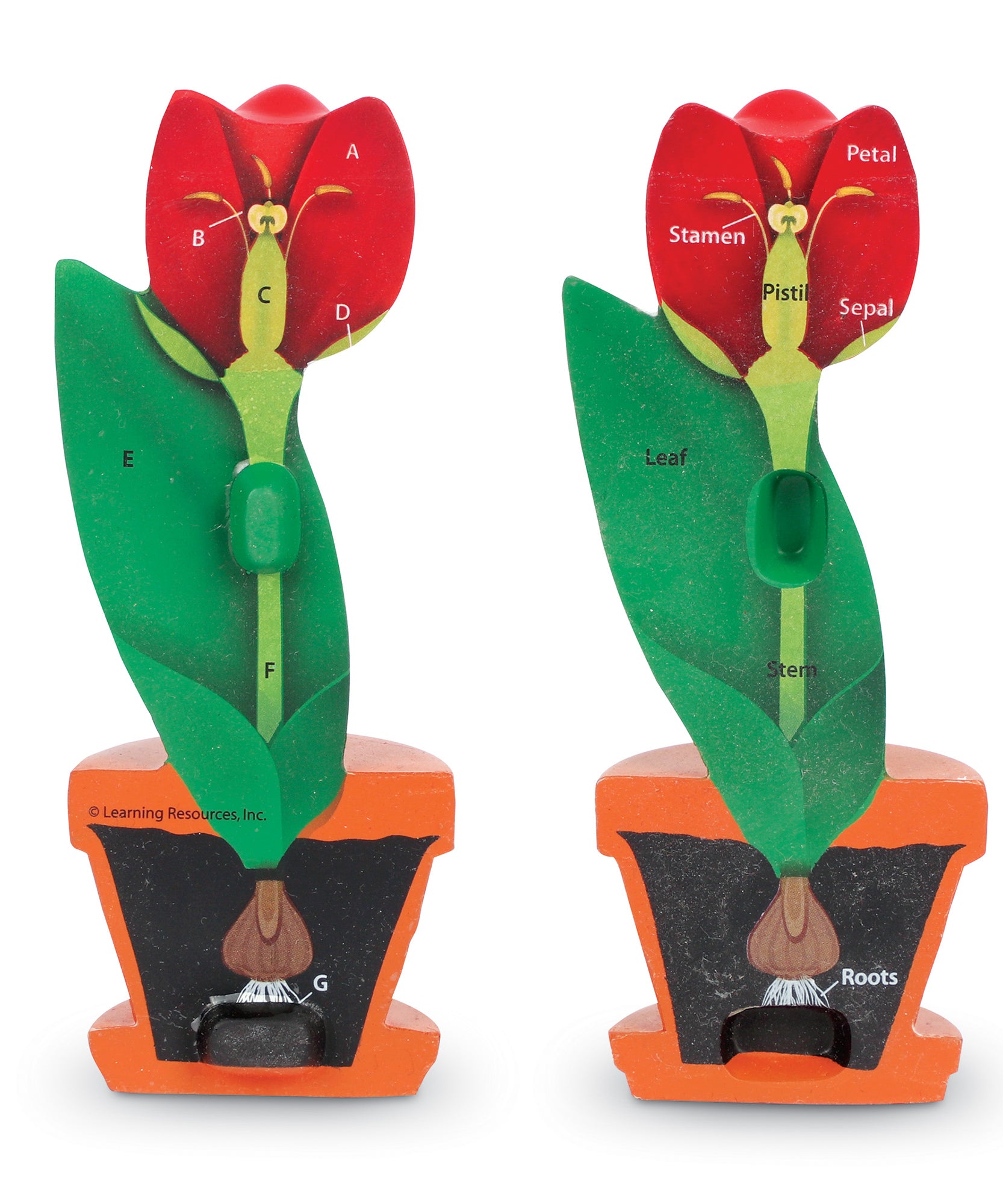Learning Resources Cross-Section Flower Model, 2-Piece Foam Science Model for Classroom Demonstration, Teaches Parts of a Flower, Includes Activity Guide, Ages 7+